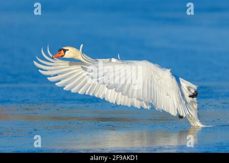 Landung Mute Swan (Cygnus olor) auf einem gefrorenen See, Februar, Hessen Stockfoto