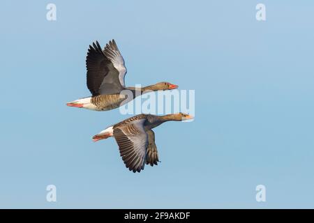 Fliegende Graugänse (Anser anser), Februar, Hessen, Deutschland Stockfoto