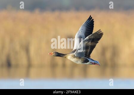 Graugans (Anser anser), Februar, Hessen, Deutschland Stockfoto