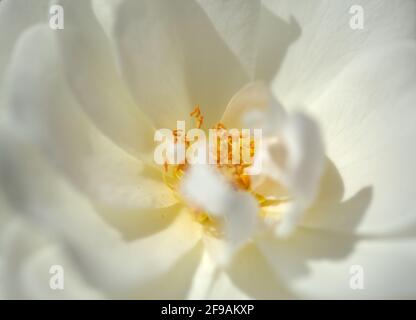 Sehr offene altmodische weiße Rose, natürlicher Makro-floraler Hintergrund Stockfoto