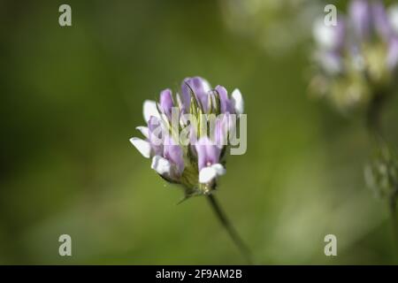 Flora von Gran Canaria - Bituminaria bituminosa, Pflanze mit potenziellem Nutzen zur Phytostabilisierung von schwermetallbelasteten oder degradierten Böden natura Stockfoto