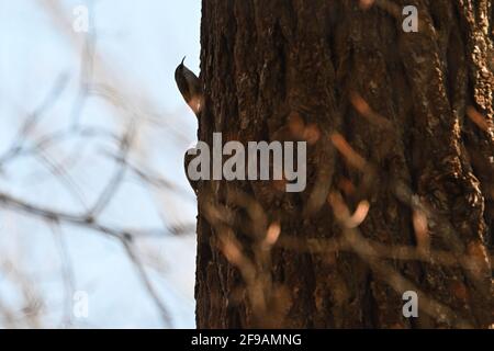 Zwei Baumkeuler, die einen Baum besteigen, einer hat eine Spinne im Maul Stockfoto