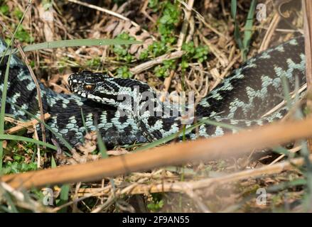 Frisch durchschlachte männliche Adder (Vipera berus) mit schöner blauer Färbung. Stockfoto