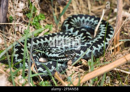 Frisch durchschlachte männliche Adder (Vipera berus) mit schöner blauer Färbung. Stockfoto