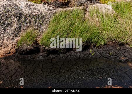 Trockener Boden in einem Moorsee Stockfoto
