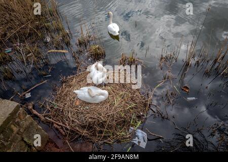 Weibliche stumpfe Schwanin sitzt auf ihrem Nest in einem mit Plastik verschmutzten See. Stockfoto