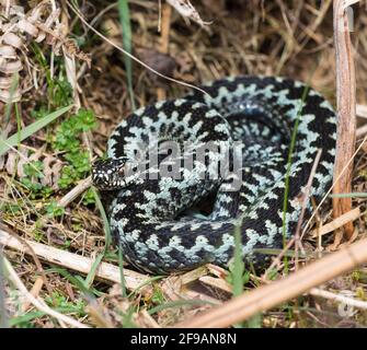 Frisch durchschlachte männliche Adder (Vipera berus) mit schöner blauer Färbung. Stockfoto