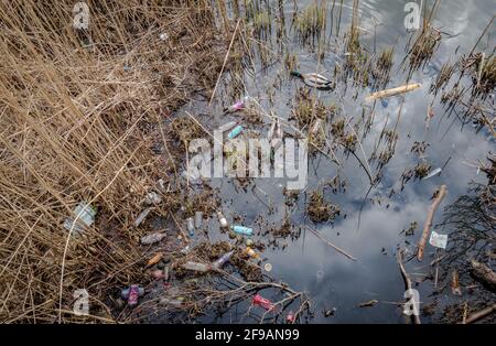 Zwei mallardische männliche Enten, die in einem mit Plastikflaschen verschmutzten See füttern. Stockfoto