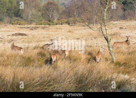 Gruppe von Rothirschhirschen (Cervus elaphus), die ihr neues Geweih anbauen. Stockfoto