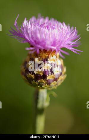 Flora von La Palma - Cheirolophus junonianus, Centaury endemisch auf der Insel, natürliche Makro-floralen Hintergrund Stockfoto