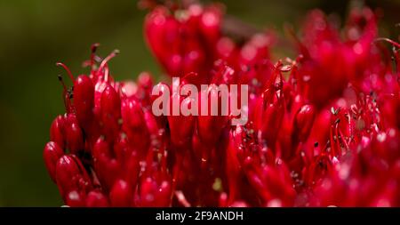 Rote Blüten von Schotia brachypetala, die weinende boer-Bohne, natürlichen Makro-floralen Hintergrund Stockfoto