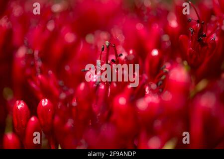 Rote Blüten von Schotia brachypetala, die weinende boer-Bohne, natürlichen Makro-floralen Hintergrund Stockfoto