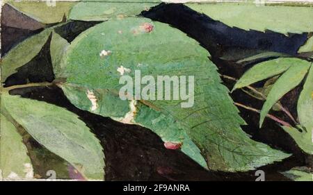 White Birch Leaf Edge Caterpillar, Studie für Buch Verheimlichung Färbung im Tierreich, Ende 19.-Anfang 20. Jahrhundert. Stockfoto