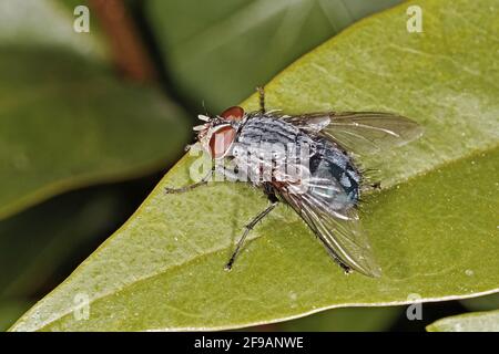 Hausfliege auf einem Blatt, Musca domestica, Muscidae Stockfoto