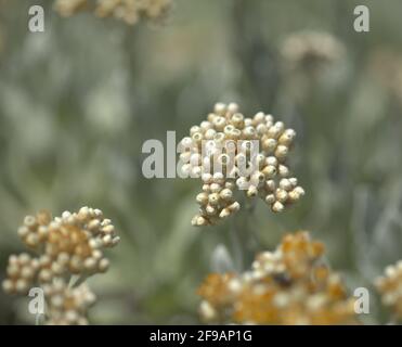 Flora Lanzarote - Helichrysum gossypinum, Watte ewigen, gefährdete Arten Stockfoto