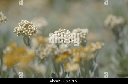 Flora Lanzarote - Helichrysum gossypinum, Watte ewigen, gefährdete Arten Stockfoto