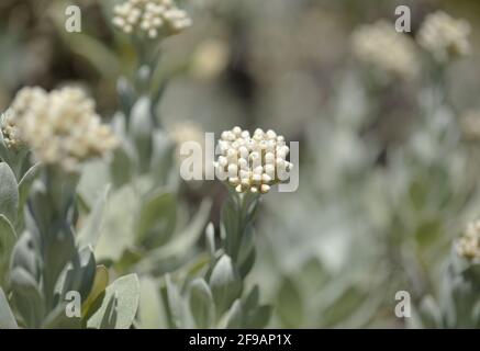 Flora Lanzarote - Helichrysum gossypinum, Watte ewigen, gefährdete Arten Stockfoto