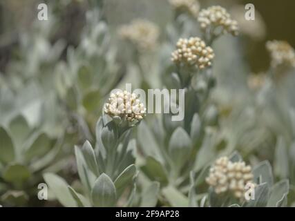 Flora Lanzarote - Helichrysum gossypinum, Watte ewigen, gefährdete Arten Stockfoto