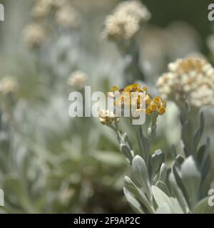 Flora Lanzarote - Helichrysum gossypinum, Watte ewigen, gefährdete Arten Stockfoto
