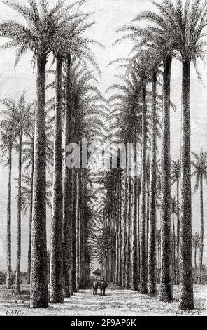 Avenue of the Palm Trees in Cayenne Französisch-Guayana, Südamerika. Alte, gravierte Illustration aus dem 19. Jahrhundert von La Nature 1889 Stockfoto