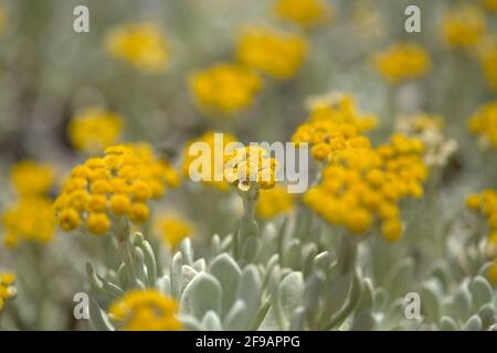 Flora Lanzarote - Helichrysum gossypinum, Watte ewigen, gefährdete Arten Stockfoto