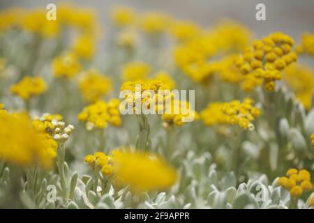 Flora Lanzarote - Helichrysum gossypinum, Watte ewigen, gefährdete Arten Stockfoto