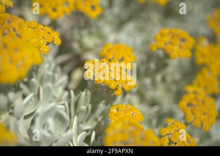 Flora Lanzarote - Helichrysum gossypinum, Watte ewigen, gefährdete Arten Stockfoto