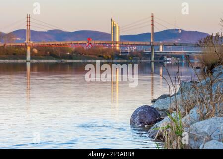 Wien, Wien: Eurasischer Biber oder Europäischer Biber (Rizinusfaser), der die Rinde des Zweiges in der Neuen Donau frisst, Brücke Kaisermühlenbrücke 2 Stockfoto