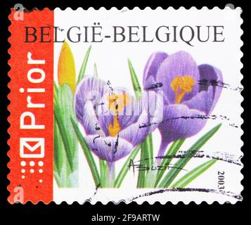 MOSKAU, RUSSLAND - 22. SEPTEMBER 2019: Die in Belgien gedruckte Briefmarke zeigt Blumen - Crocus Vernus, Serie, um 2003 Stockfoto