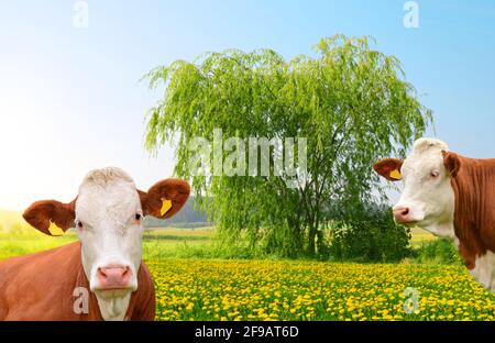 Grasende Kühe auf einer Frühlingswiese auf sonnigen Tag. Stockfoto