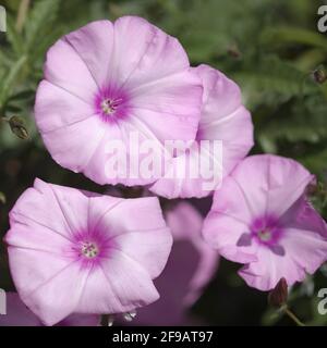 Flora von Gran Canaria - Ipomoea pes-caprae, Strand Morgen Glory natürlichen Makro-floralen Hintergrund Stockfoto