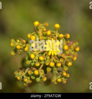 Flora von Gran Canaria - Knospen von Aeonium spathulatum, kleiner Hauskäfer, der auf den Kanarischen Inseln endemisch ist Stockfoto