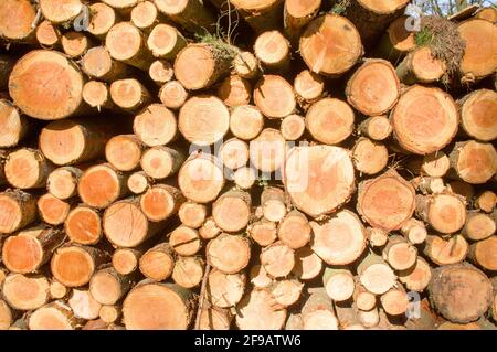 Haufen gefällter Baumstämme im Wald Stockfoto
