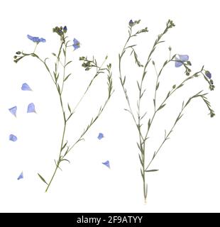 Gedrückt und getrockneten Blumen. Das gescannte Bild. Vintage Herbarium. Zusammensetzung der Gras und blauen Blumen auf einem weißen Hintergrund. Stockfoto