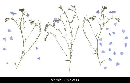 Gedrückt und getrockneten Blumen. Das gescannte Bild. Vintage Herbarium. Zusammensetzung der Gras und blauen Blumen auf einem weißen Hintergrund. Stockfoto