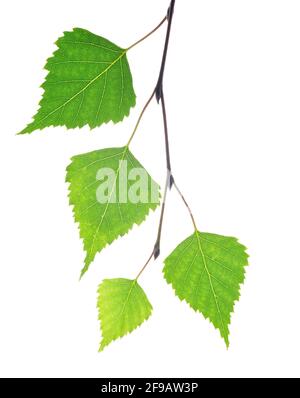Frühlingsbirke Zweig mit grünen Blättern isoliert auf weißem Hintergrund. Stockfoto