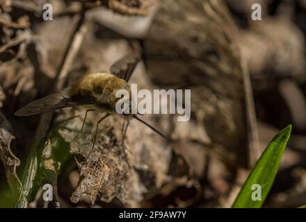 Hoverfly sitzt auf einem Urlaub in der Nähe von Bärlauch Ansicht Detail Anzeigen Stockfoto