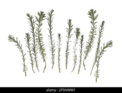 Herbarium. Getrocknete Kräuter. Zusammensetzung der Gras auf einem weißen Hintergrund. Stockfoto