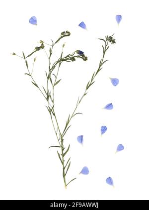 Gedrückt und getrockneten Blumen. Das gescannte Bild. Vintage Herbarium. Zusammensetzung der Gras und blauen Blumen auf einem weißen Hintergrund. Stockfoto