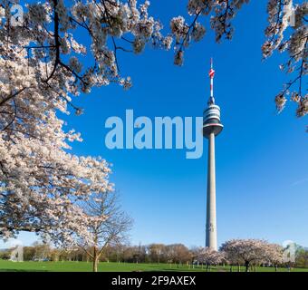 Wien, Wien: Kirschbaumblüte im Park Donaupark, Donauturm 22. Donaustadt, Wien, Österreich Stockfoto