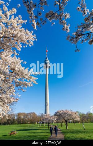 Wien, Wien: Kirschbaumblüte im Park Donaupark, Donauturm 22. Donaustadt, Wien, Österreich Stockfoto