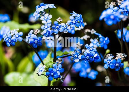 Nahaufnahme eines Brunnera-Blütenkopfes (Vergissmeinnicht-wie) in einem Frühlingsgarten im Norden Londons, London, Großbritannien Stockfoto