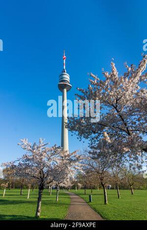 Wien, Wien: Kirschbaumblüte im Park Donaupark, Donauturm 22. Donaustadt, Wien, Österreich Stockfoto