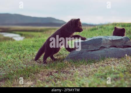 Arctic fox Cub Stockfoto