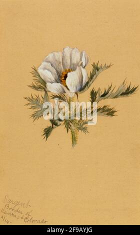 (Ohne Titel) (Blumenstudie), 1883. Stockfoto