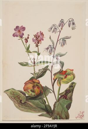 Wiesenschönheit (Rhexia virginica), Rattlesnake Roat (Nabalus albus), Pitcherplant (Sarracenia purpurea), 1880. Stockfoto