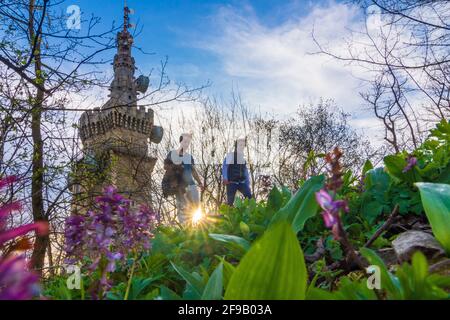 Wien, Wien: Aussichtsturm Habsburgwarte auf dem Hermannskogel, im Wienerwald, Blume Hohler Lerchensporn (Corydalis Cava, Stockfoto