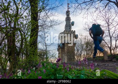 Wien, Wien: Aussichtsturm Habsburgwarte auf dem Hermannskogel, im Wienerwald, Blume Hohler Lerchensporn (Corydalis Cava, Stockfoto