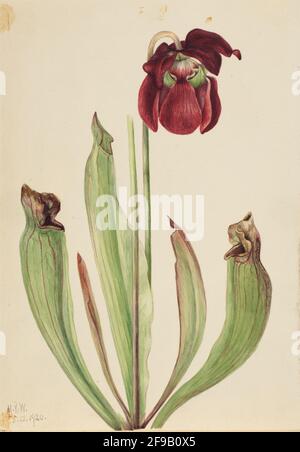 Hybride Pitcherpflanze (Sarracenia rubra xs purpurea venosa), 1920. Stockfoto