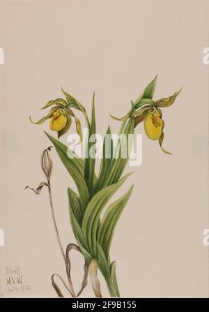 Gelber Frauenschuh (Cypripedium parviflorum), 1920. Stockfoto